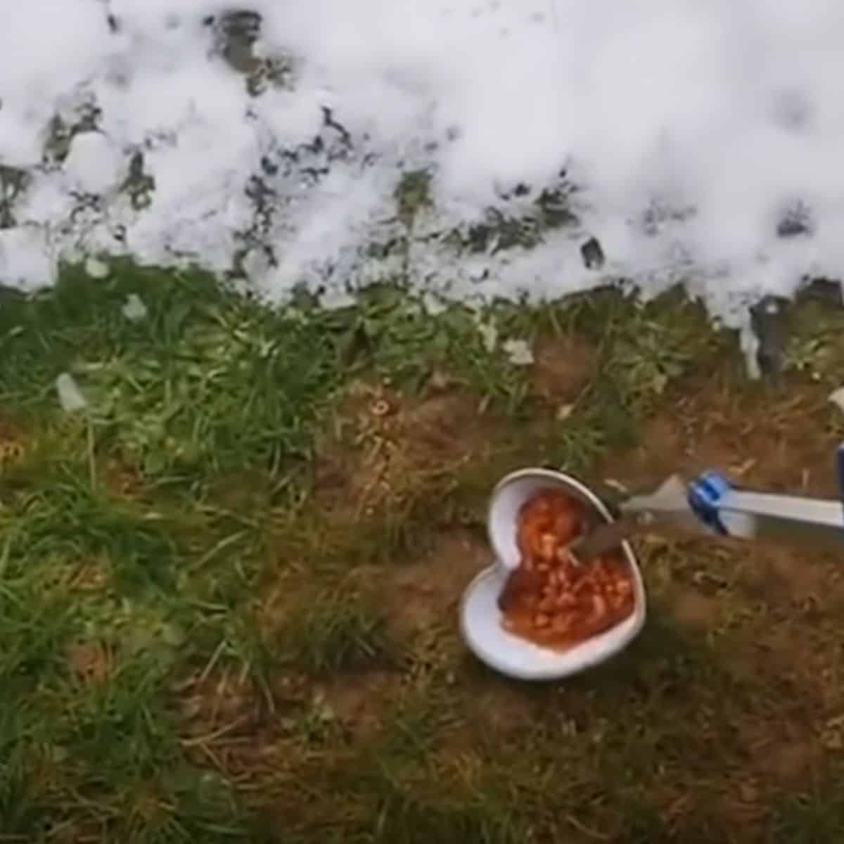 cat food in a bowl on the ground