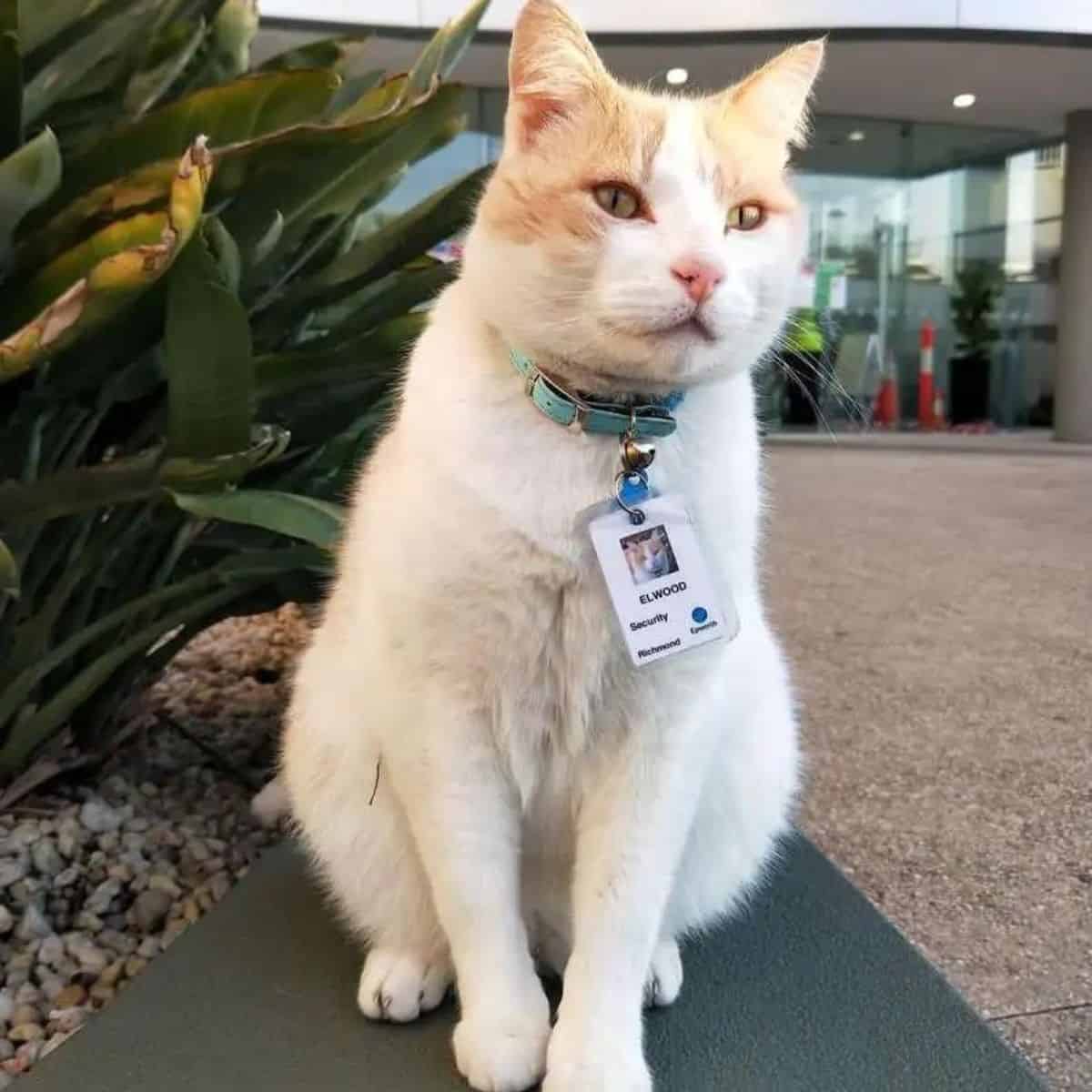 cat in front of hospital