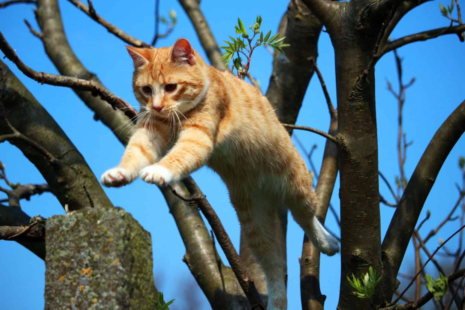cat jumping off a tree