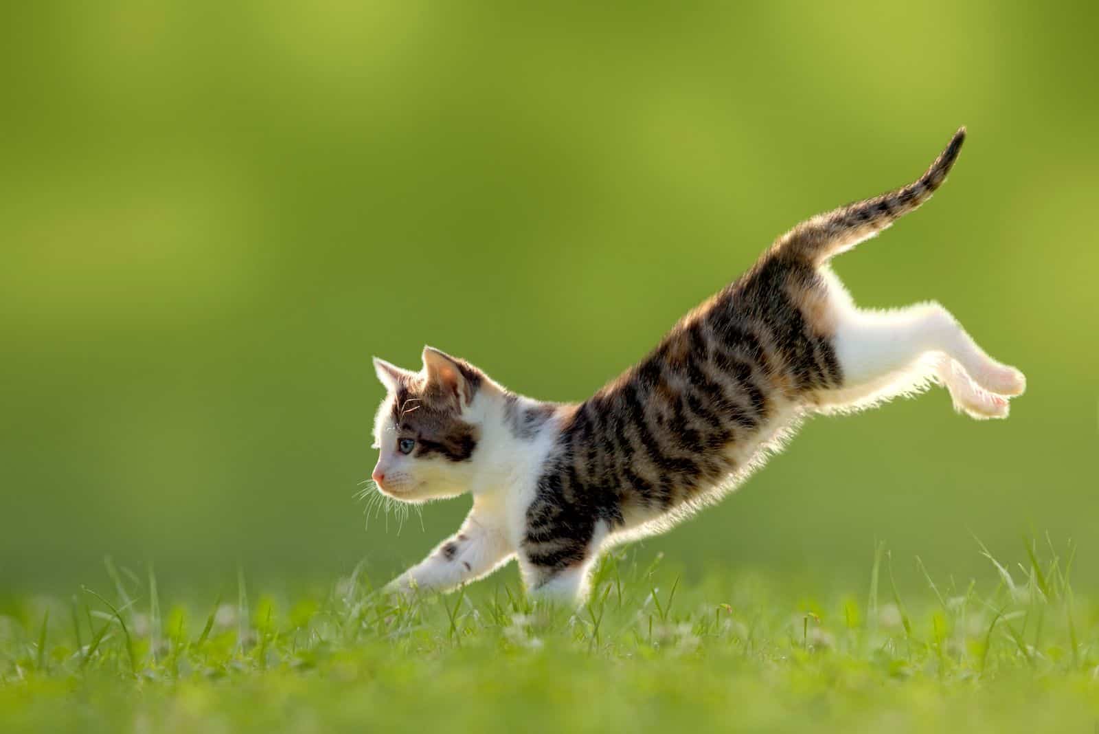 cat jumping on the grass