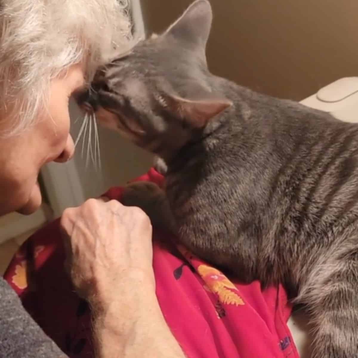 cat kissing the granny