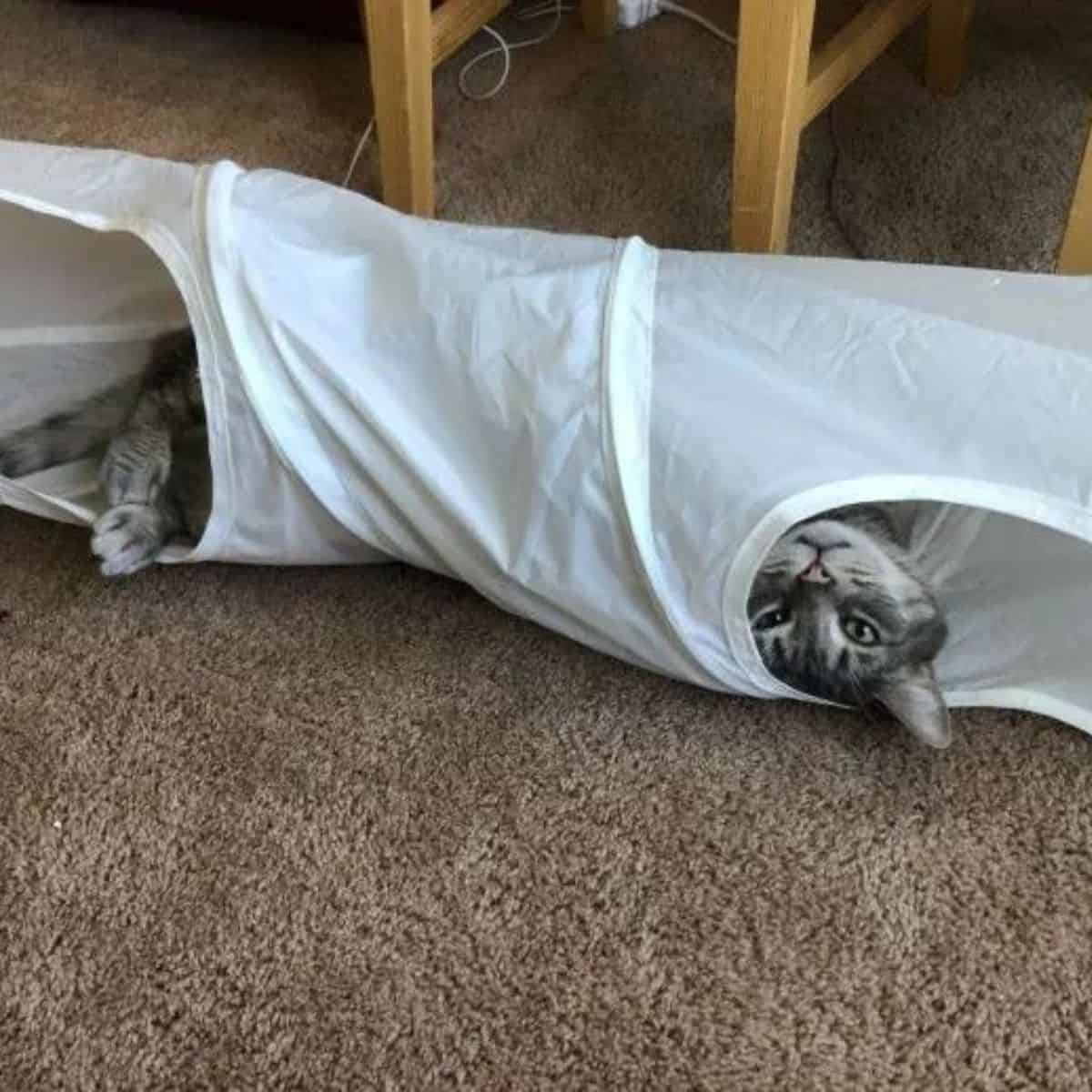 cat laying in cat tunnel