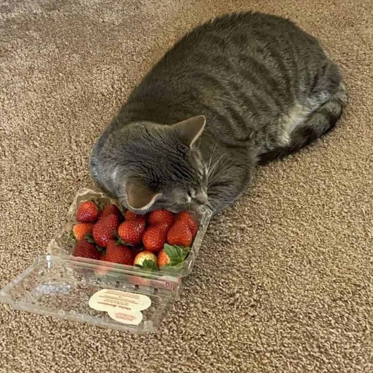 cat laying on strawberries