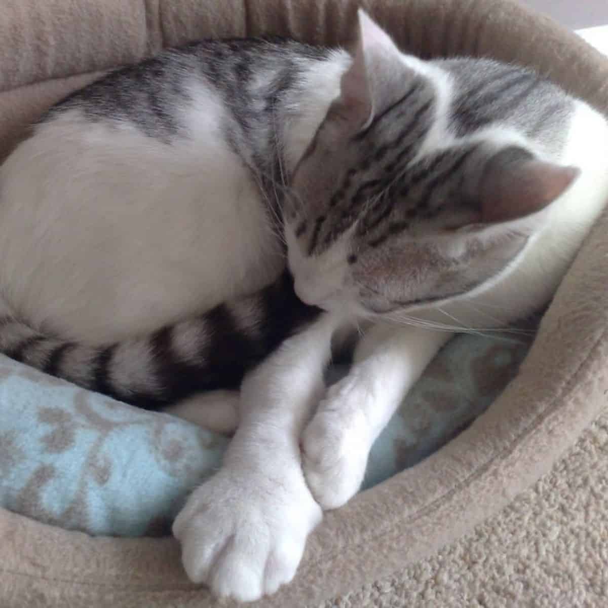 cat lying in a cat bed with swollen paw
