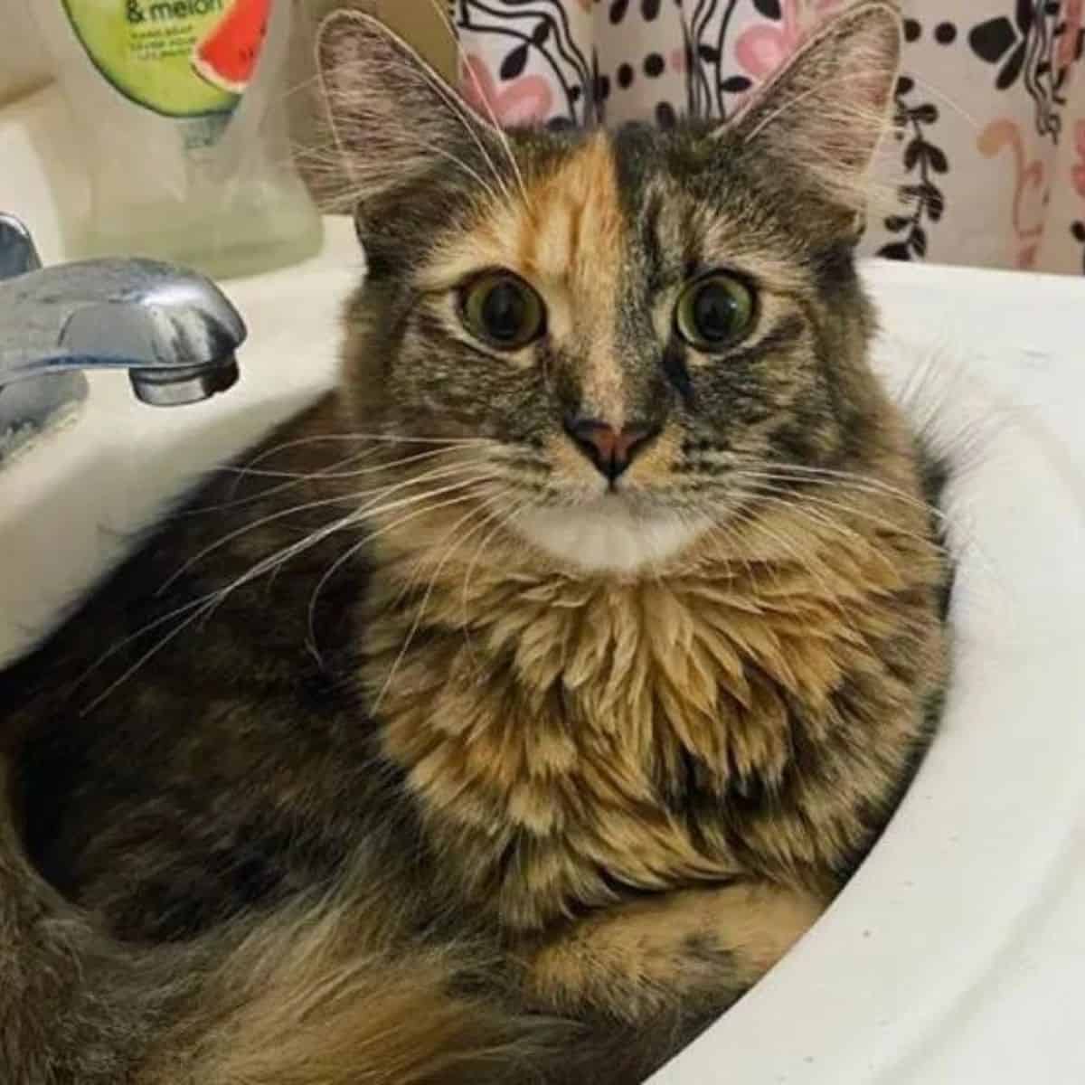 cat lying in a sink