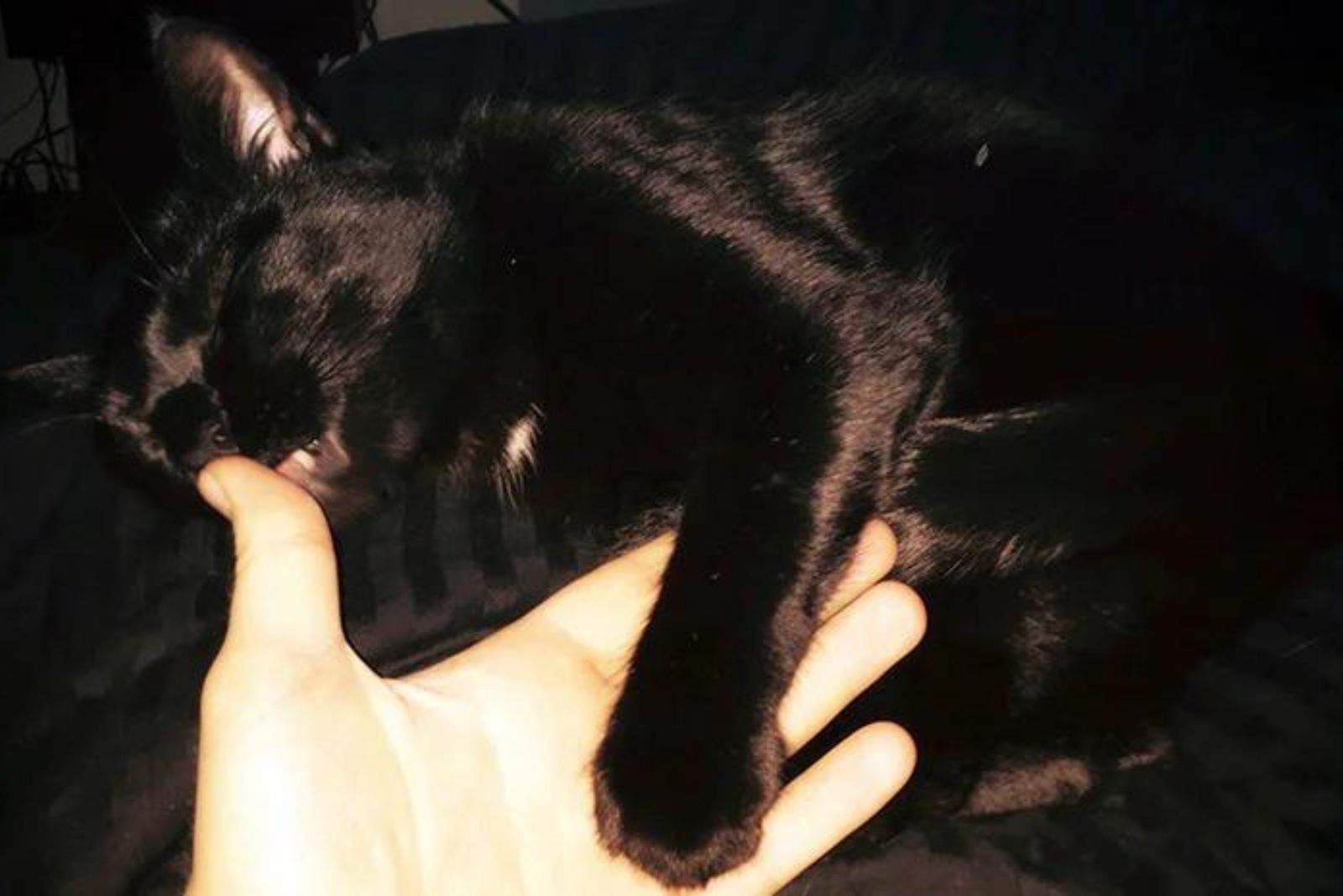 cat lying with a paw on a man's hand