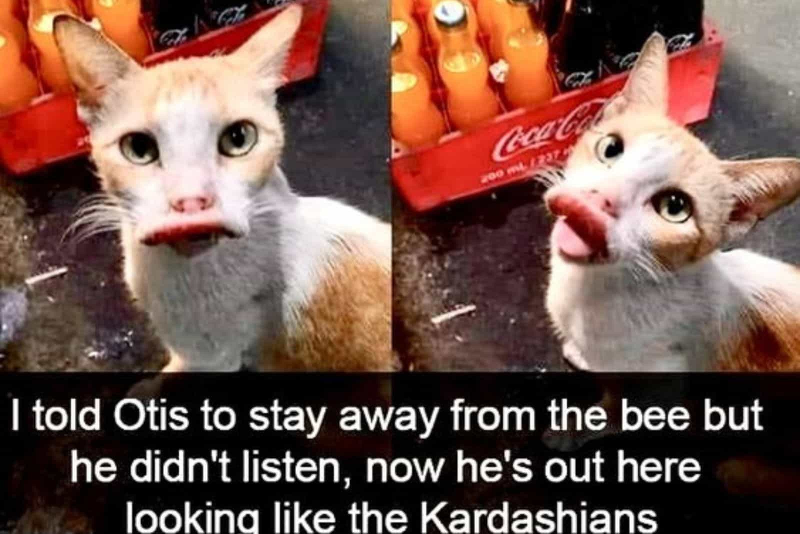 cat named otis with swollen mouth