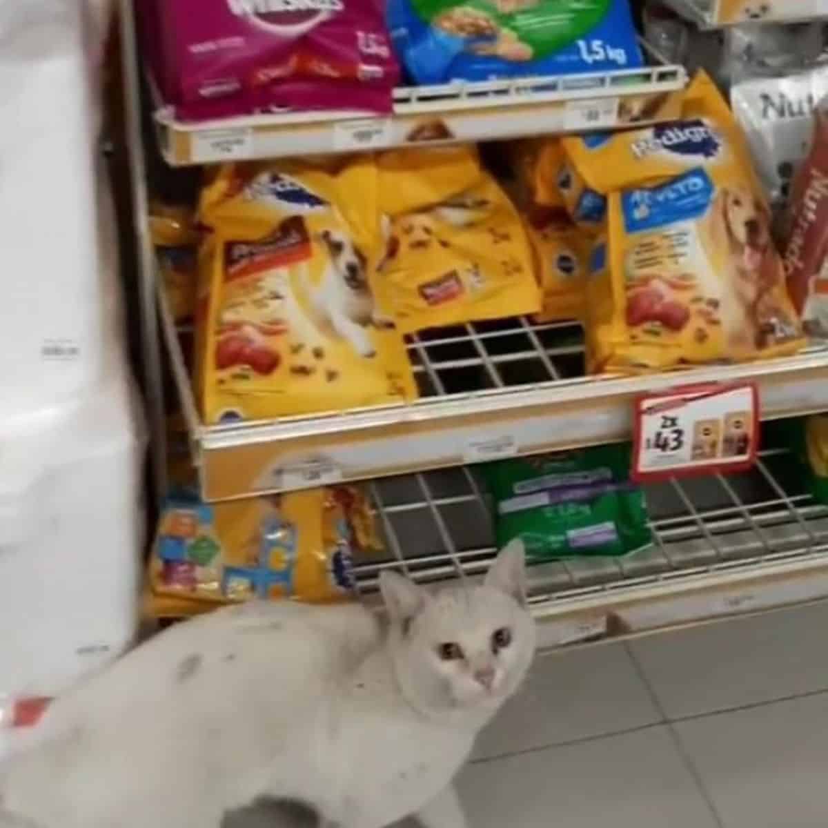 cat near snacks in store
