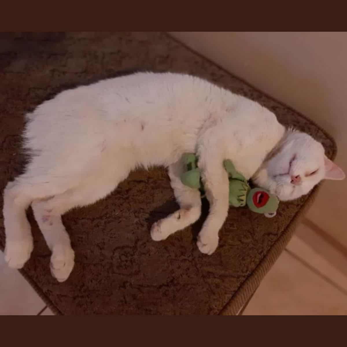 cat playing with Kermit toy