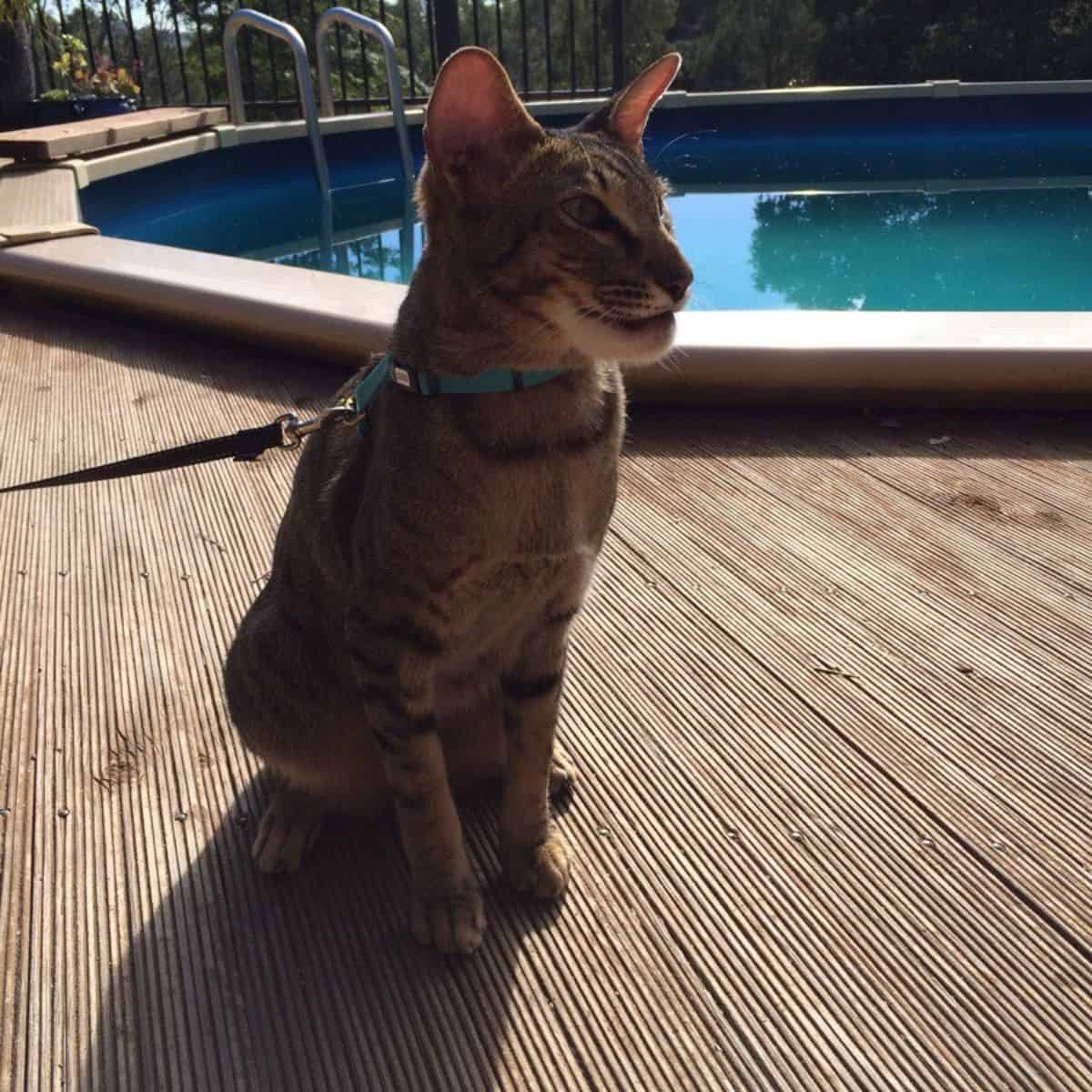 cat sitting by a pool