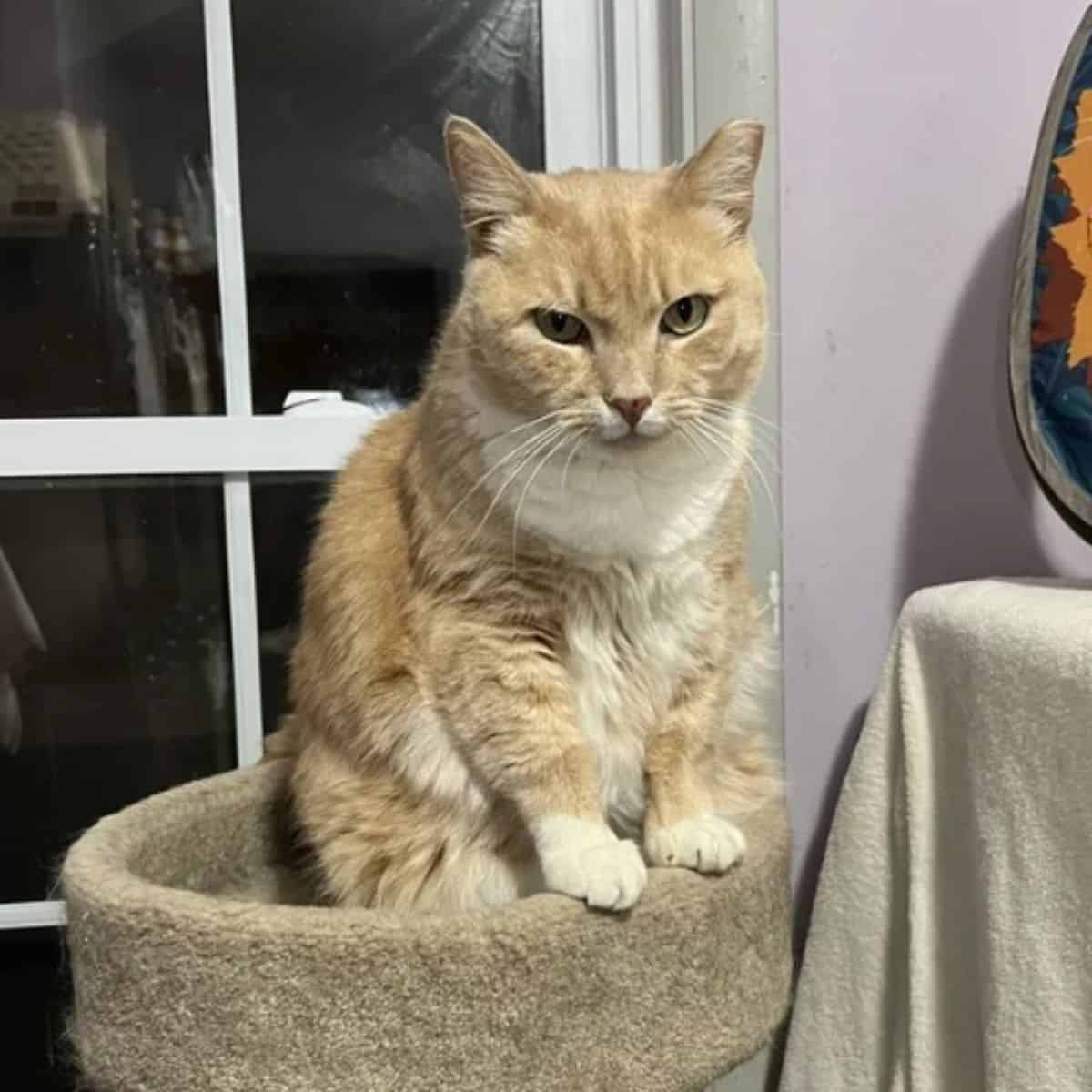 cat sitting on cat chair