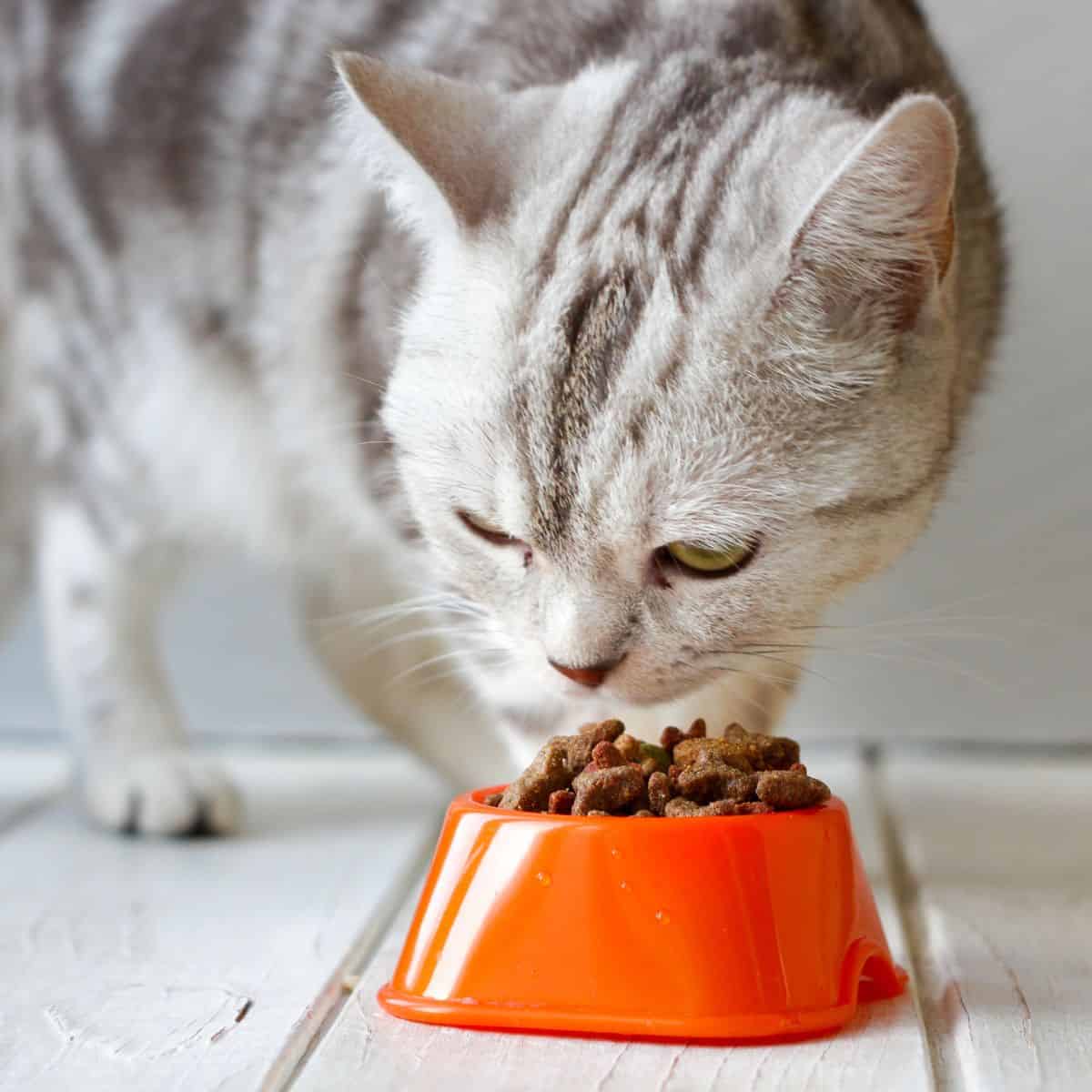 cat sniffing food in an orange bowl