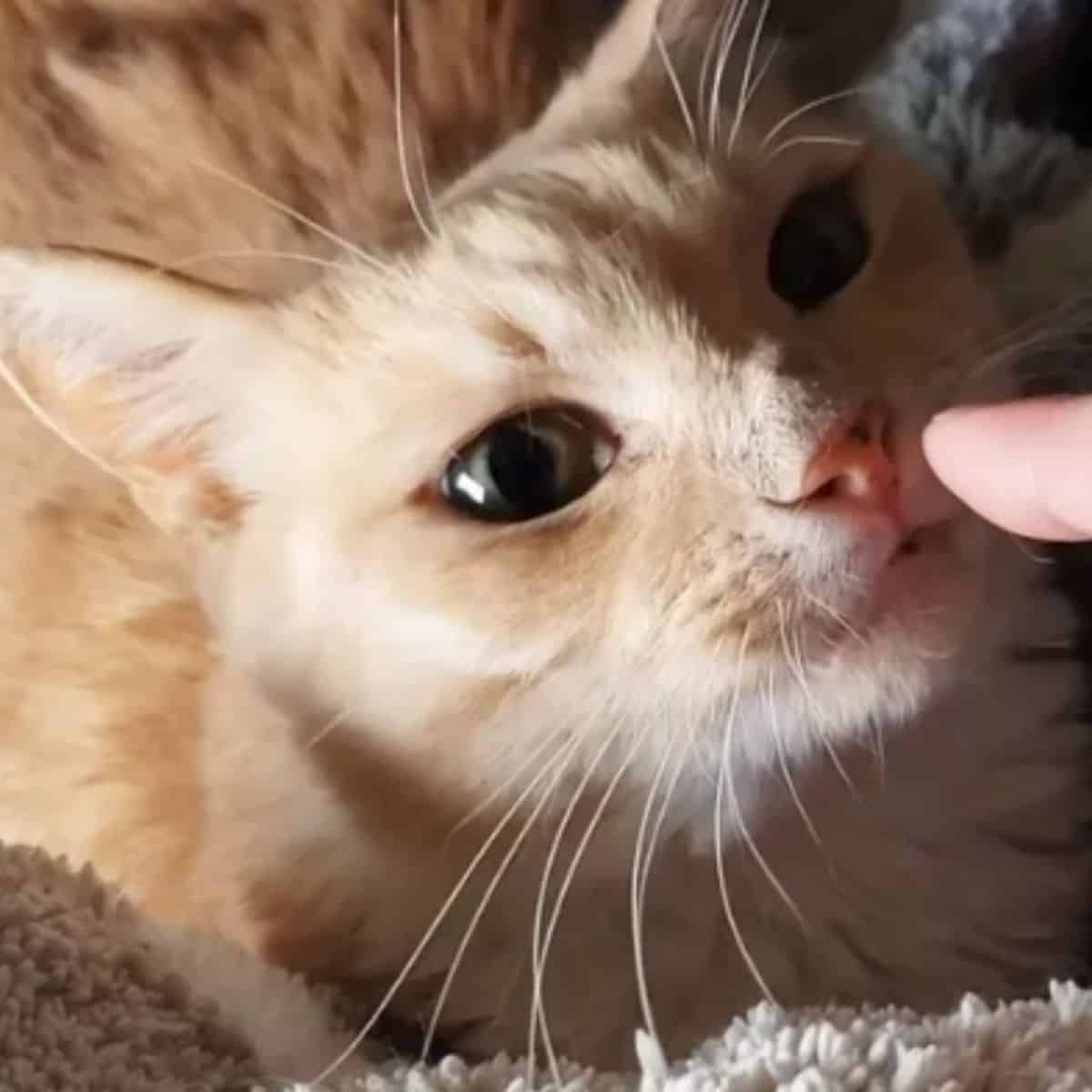cat sniffing owners finger