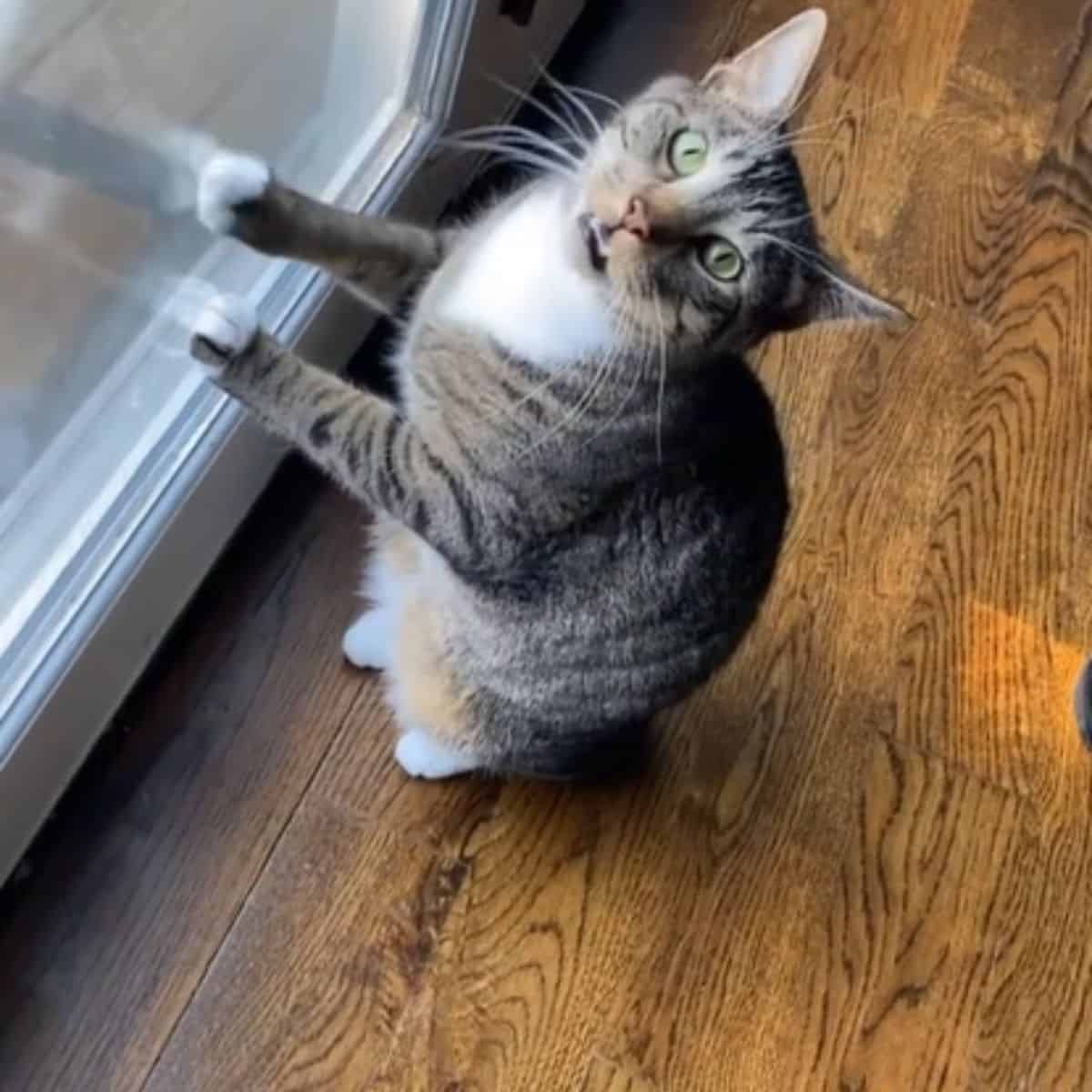 cat standing on legs