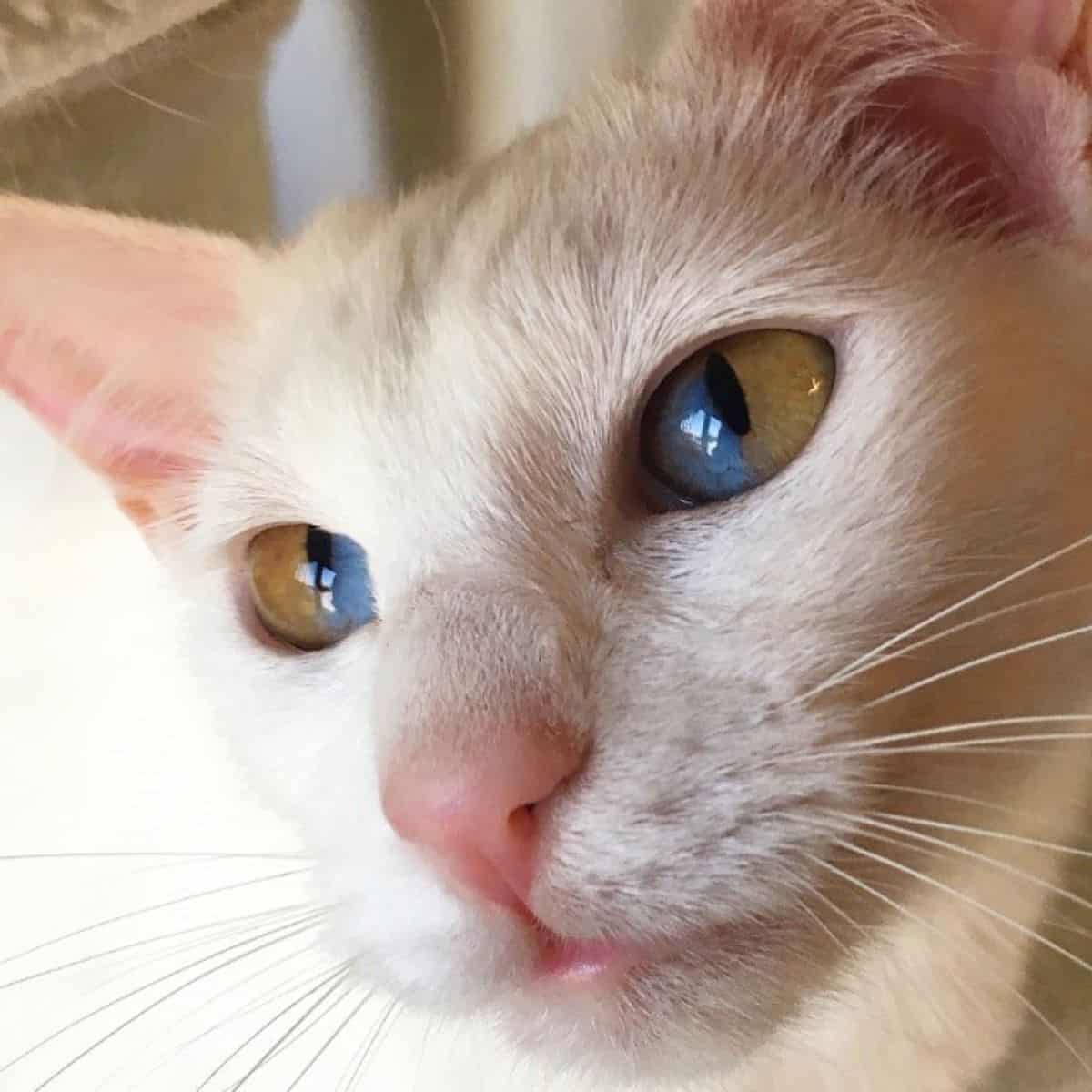cat with dual toned eyes