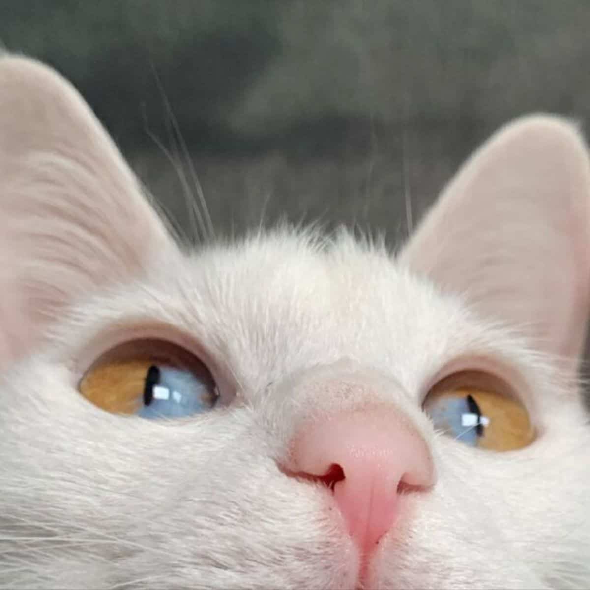 cat with strange eyes