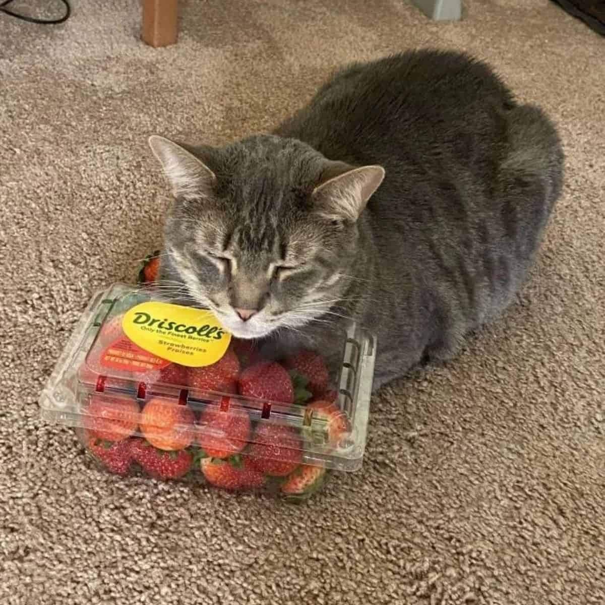 cat with strawberries