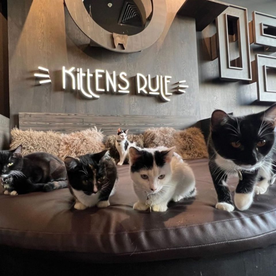Come With Us To Java Whiskers Cat Cafe