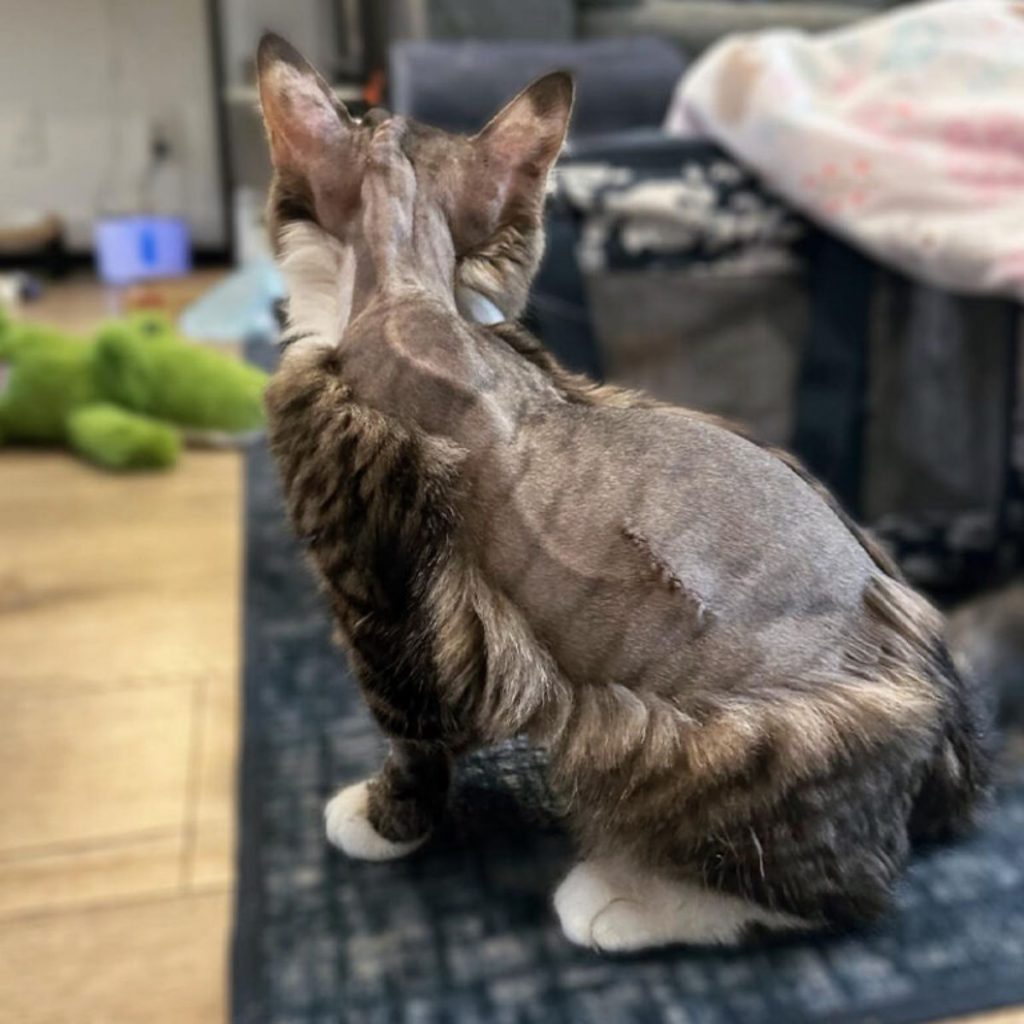 clipped cat that had surgery