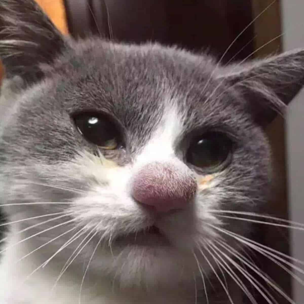 close-up photo of a cat with swollen nose