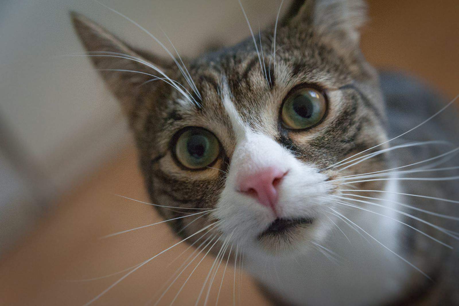 close-up photo of a cat