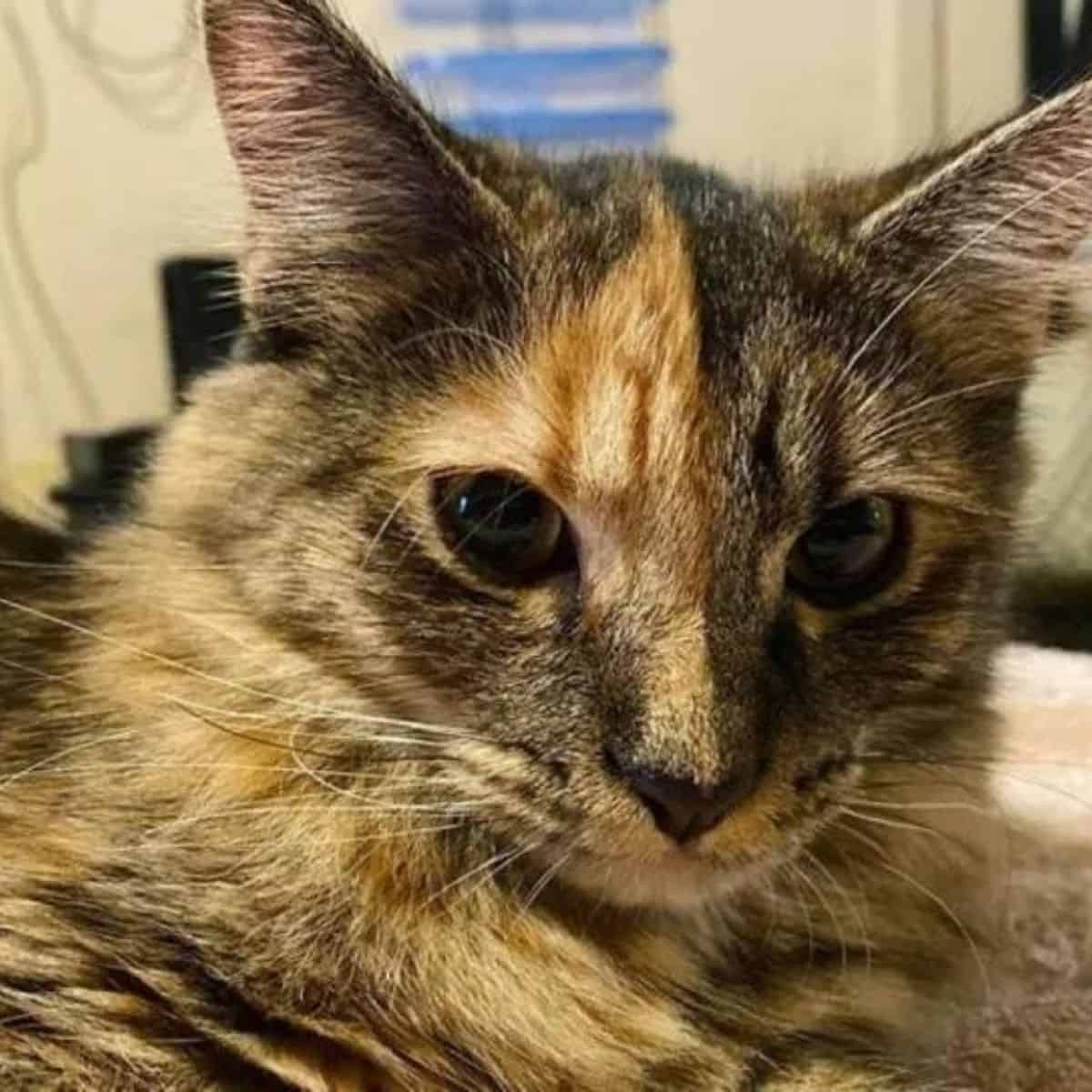 close-up photo of the cat chimera