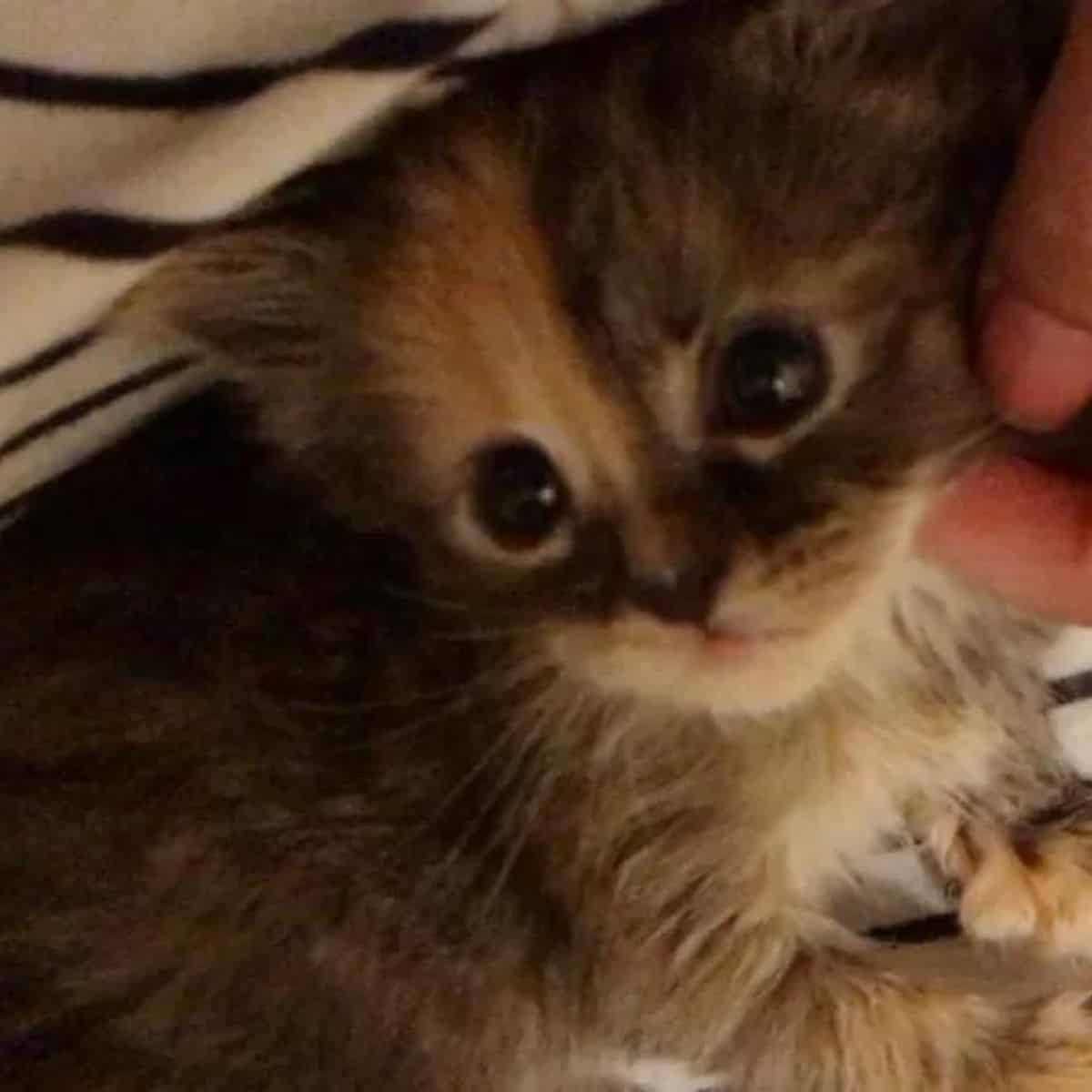 close-up photo of the kitten