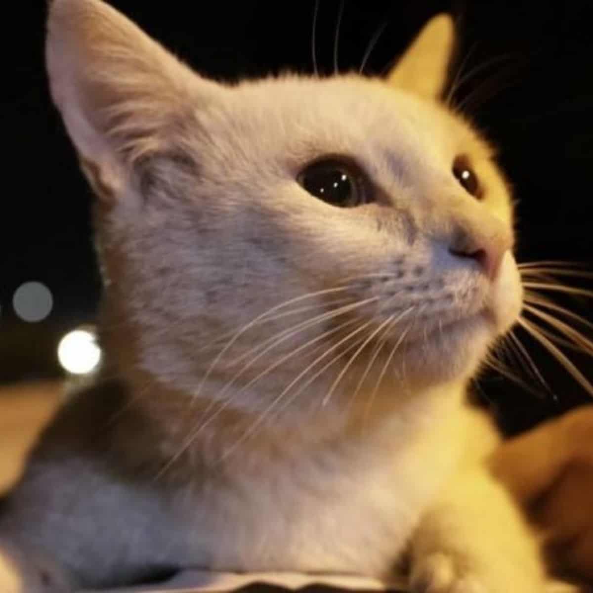 cute cat in a nightime