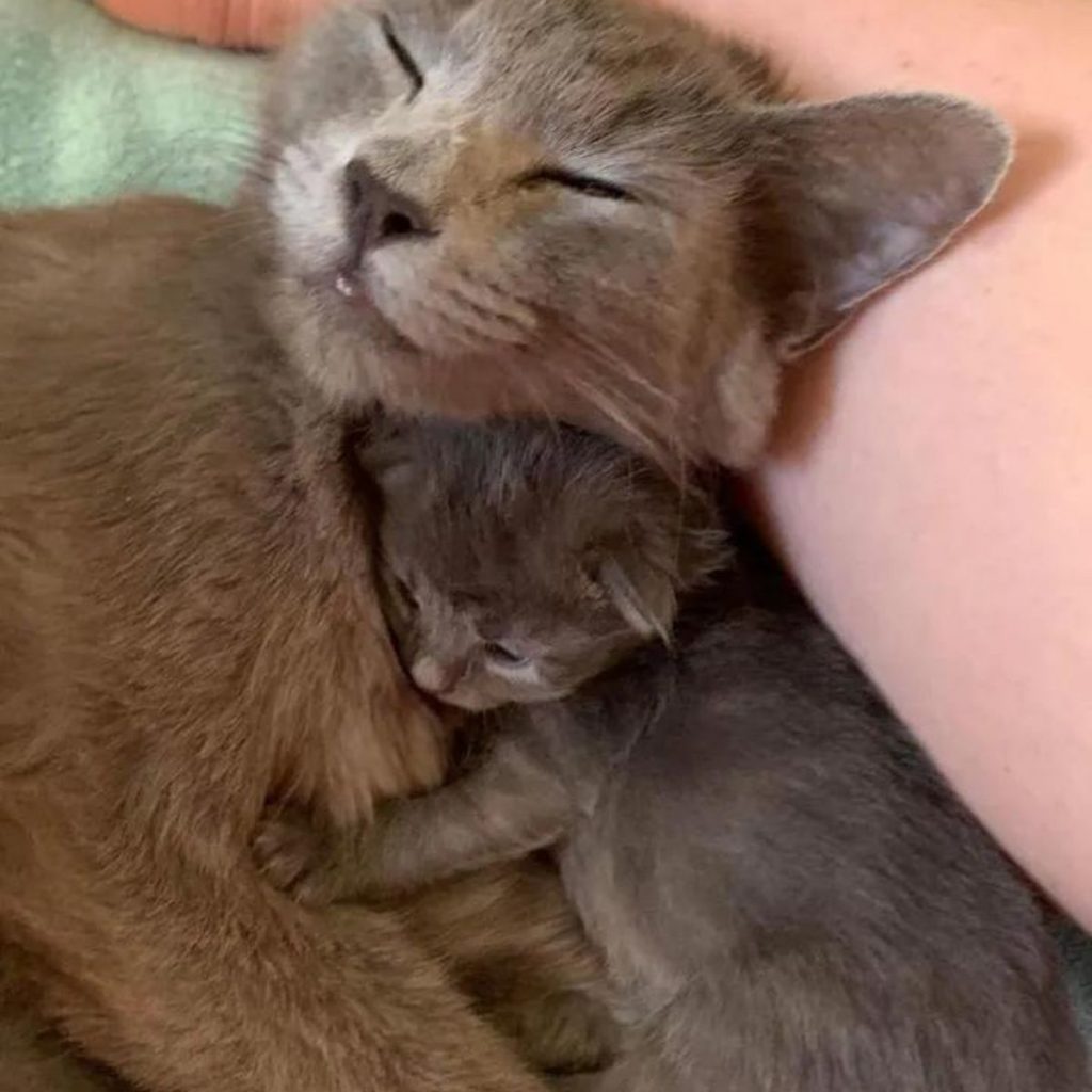 cute kitten sleeping next to mom cat