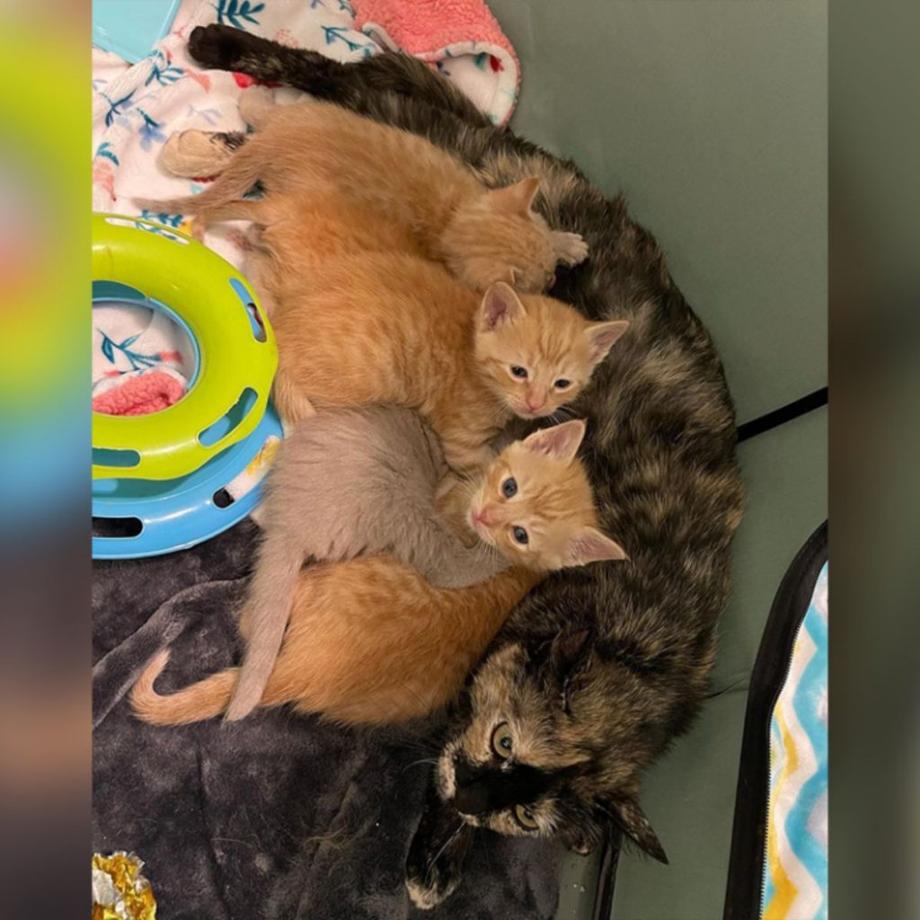 cute kittens lie next to mother cat