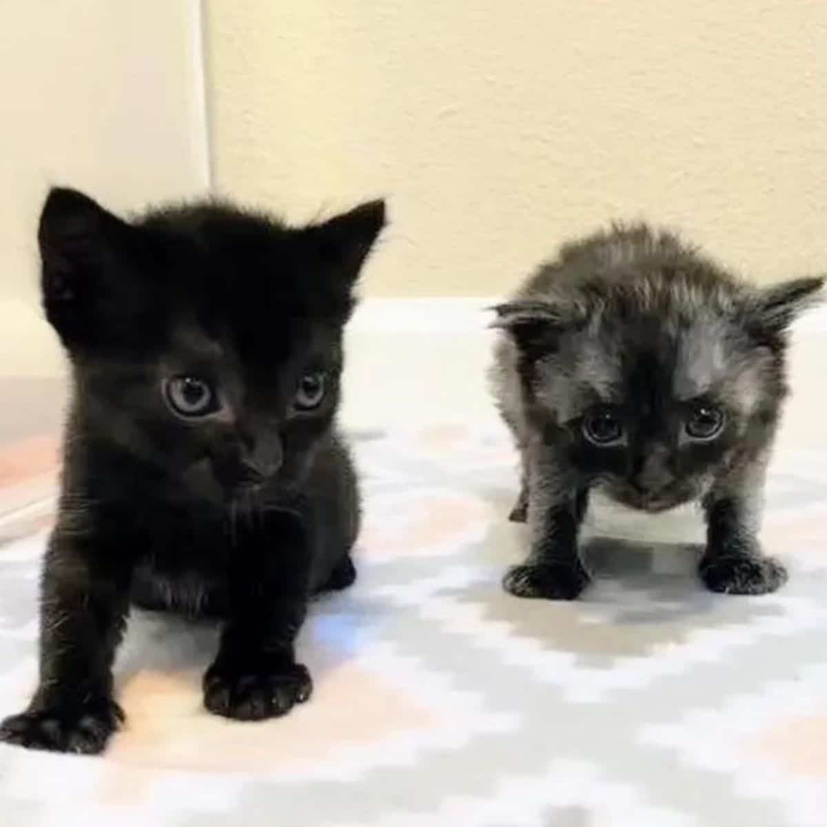 cute kittens standing