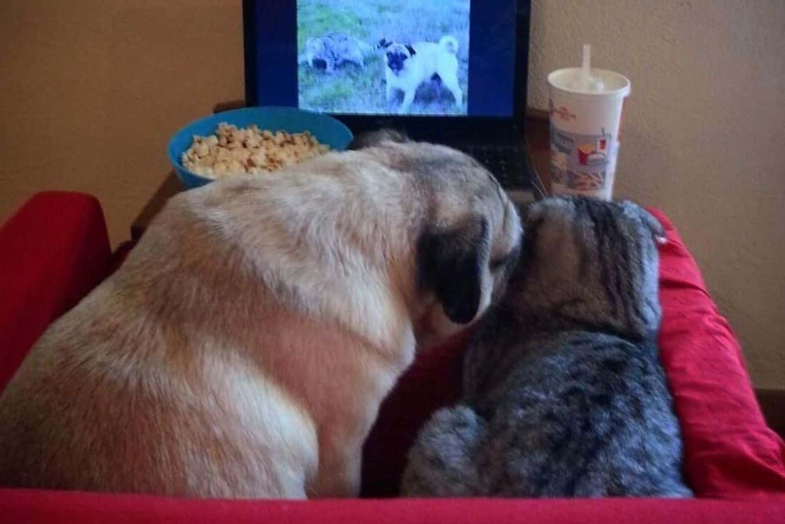 dog and cat watching pictures