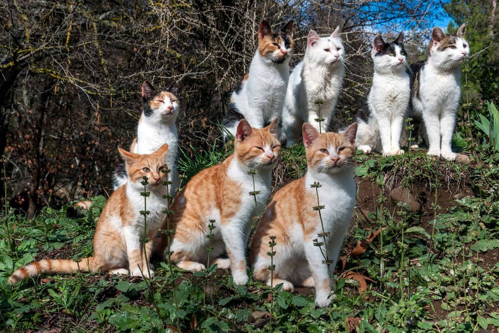 eight cats sitting in the nature