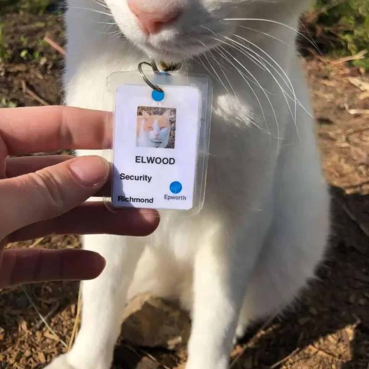 elwood cat badge