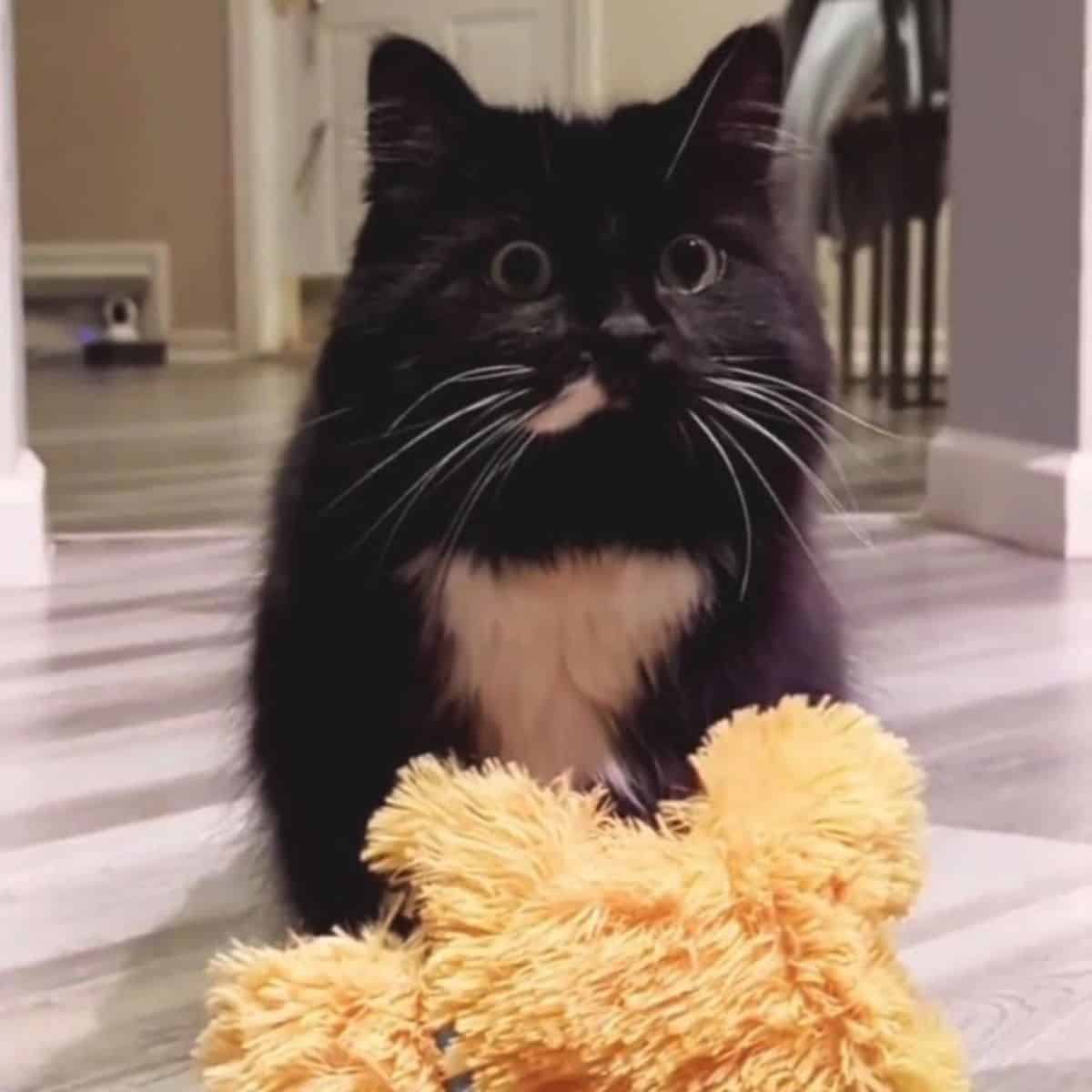 funny cat with toy