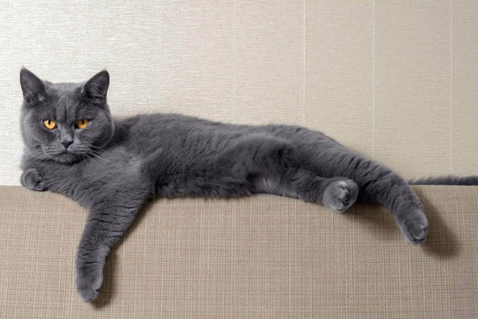 gray cat lying