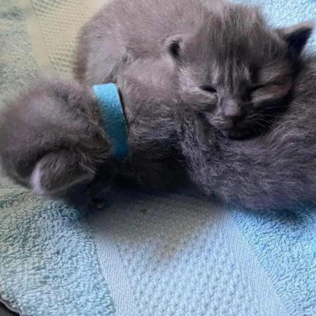 gray kitten sleeps leaning on another