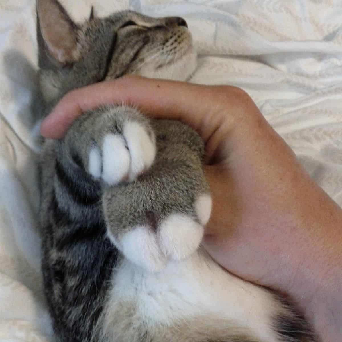 hand holding cat paws