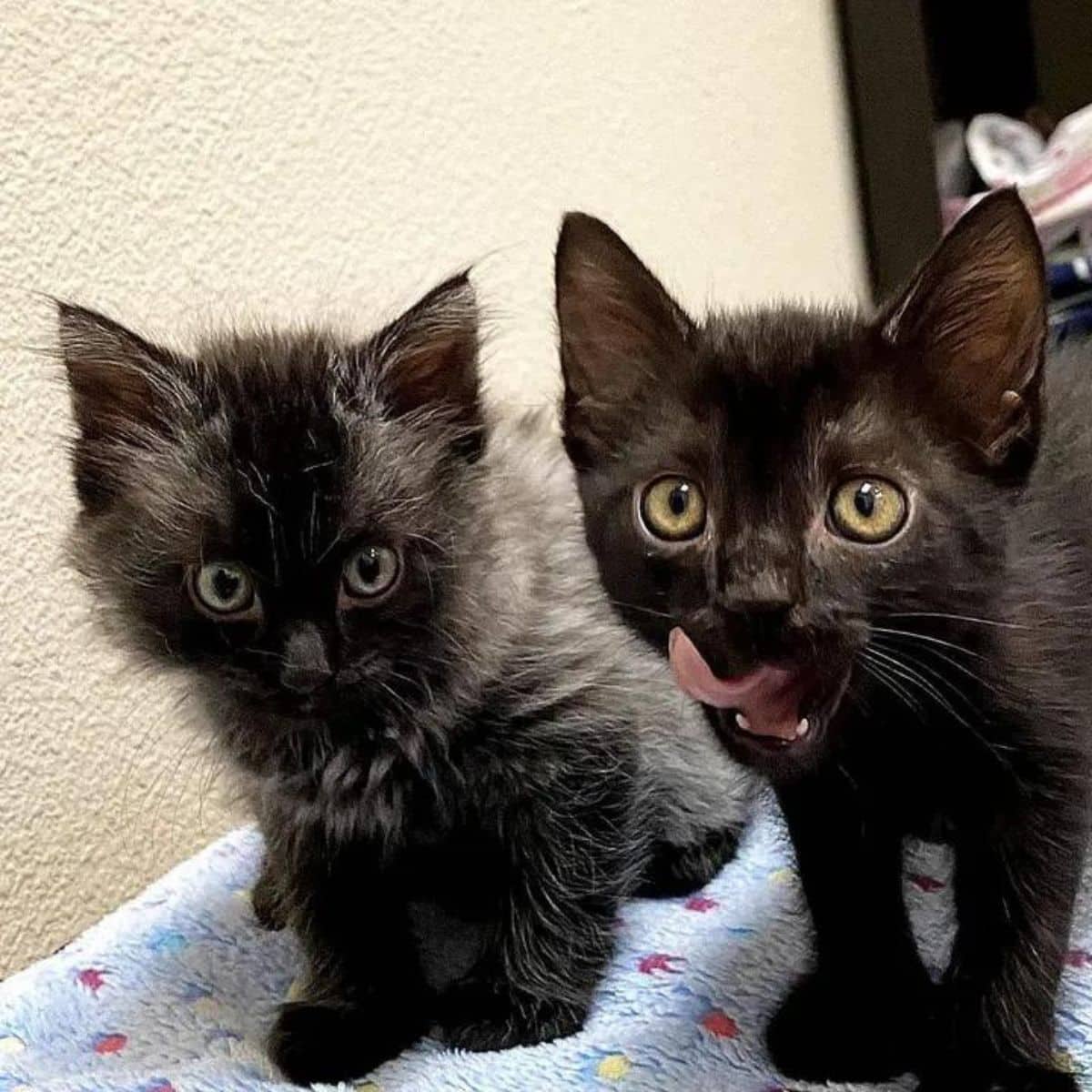 hungry kittens