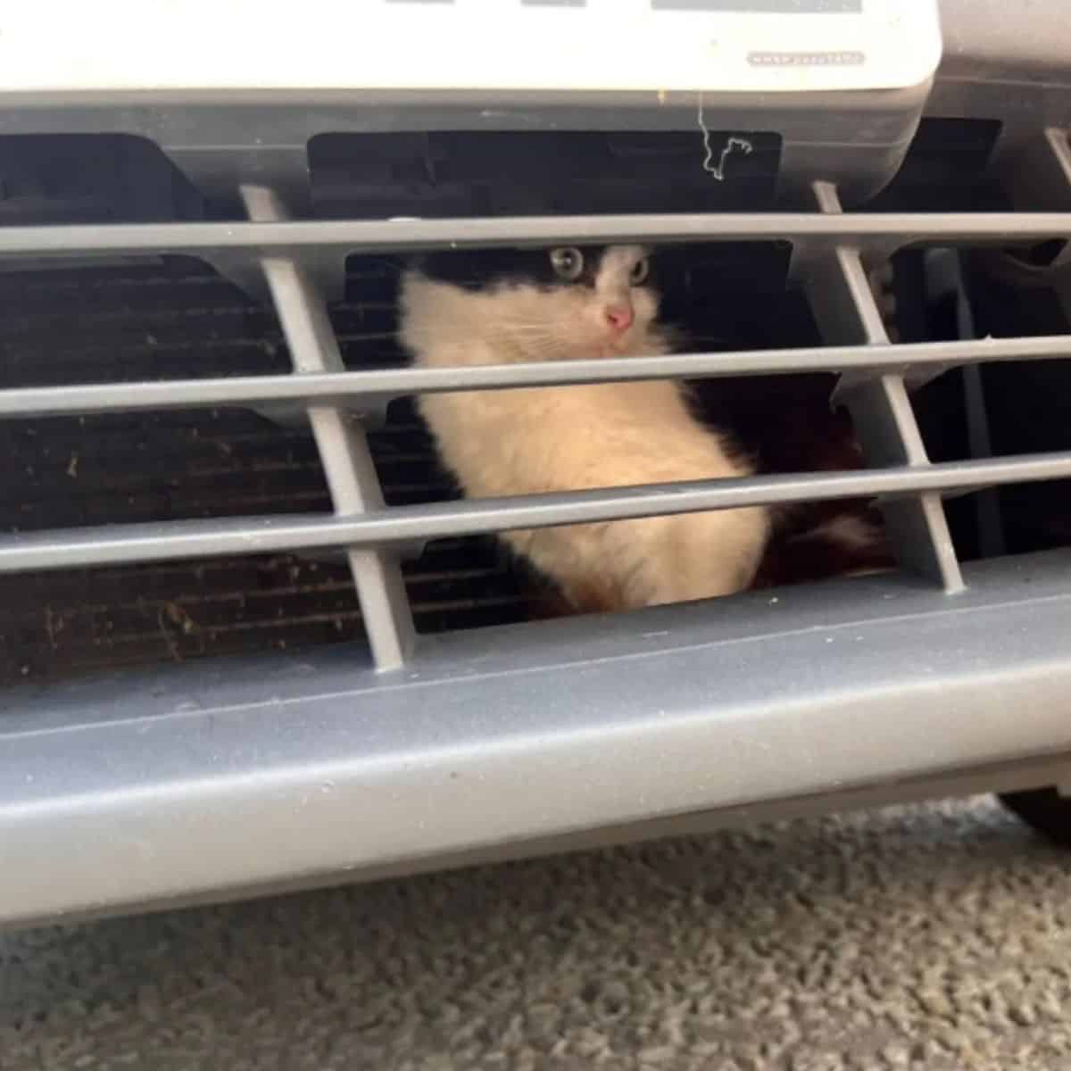 kitten behind car grille