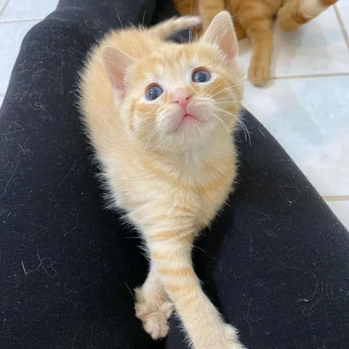 kitten lying in woman's lap