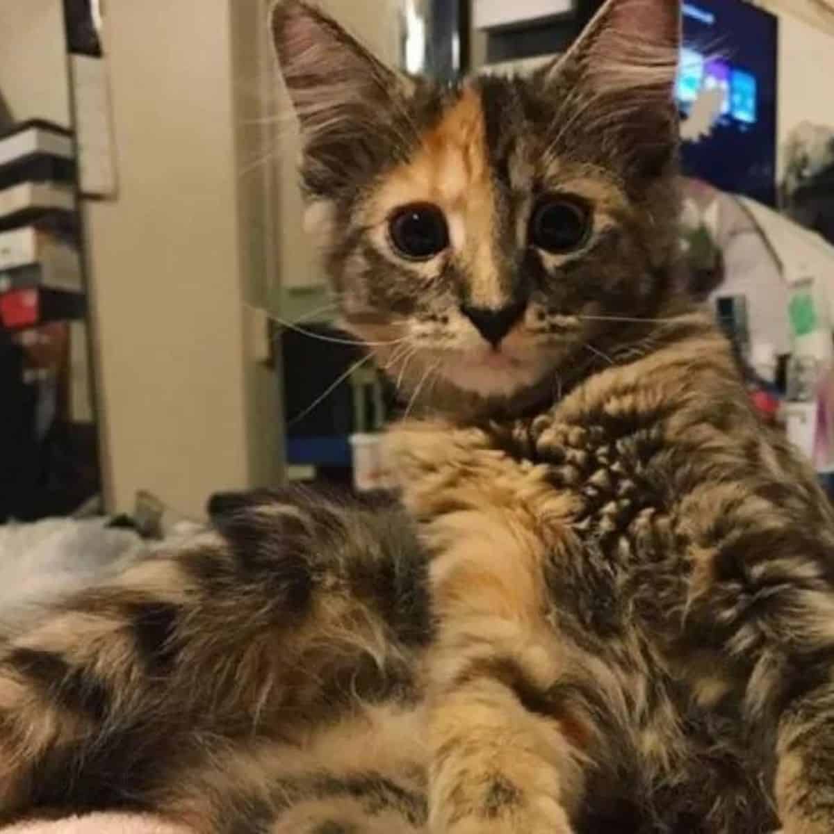 kitten sitting and looking at the camera