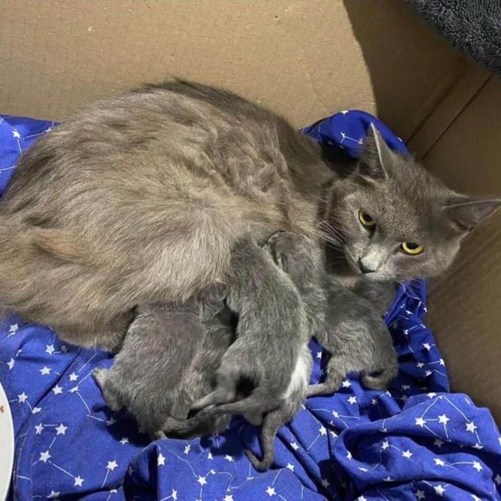 kittens are nursing a cat in a cardboard box