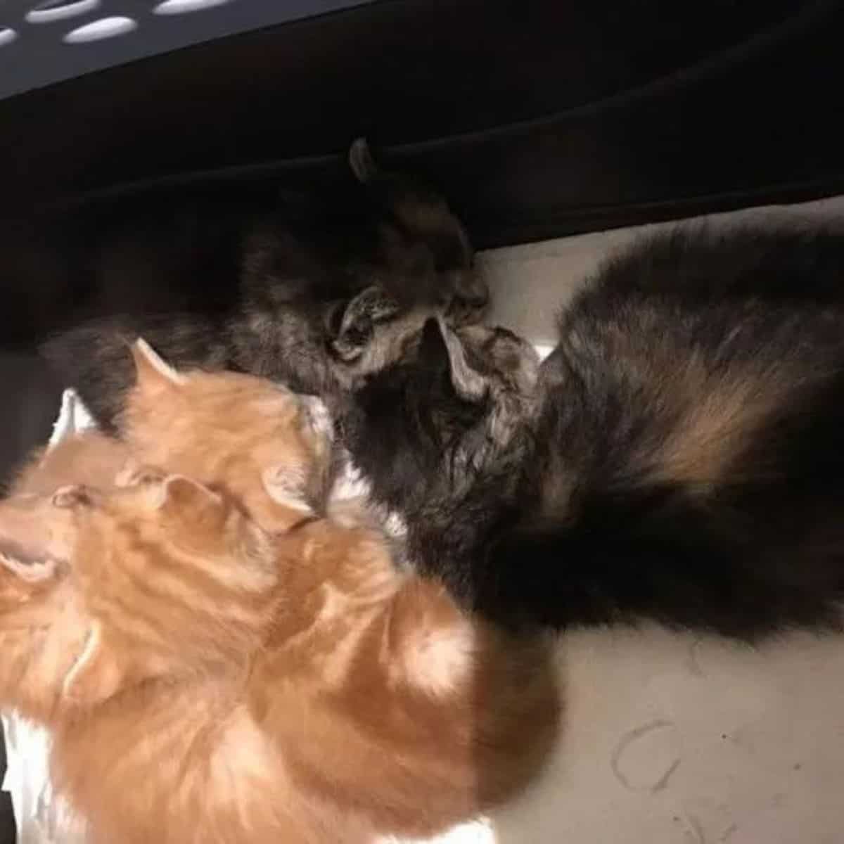 kittens lying down