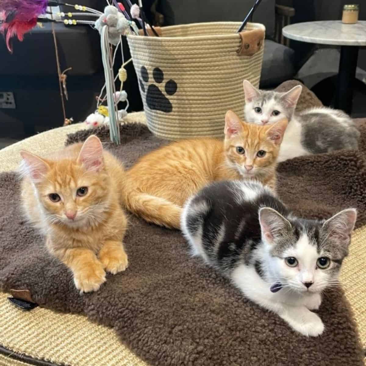 kittens on the table