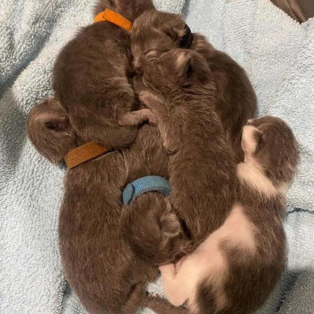 kittens sleep next to each other