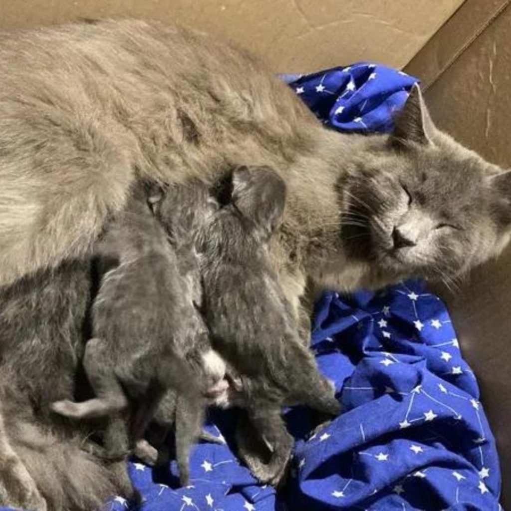 kittens sleep next to their mother