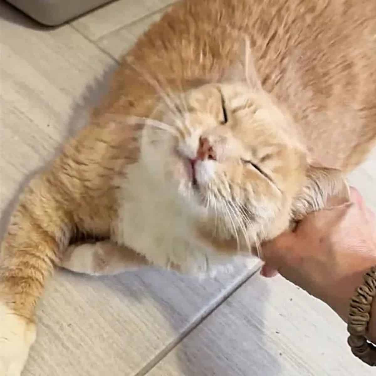 owner petting the cat