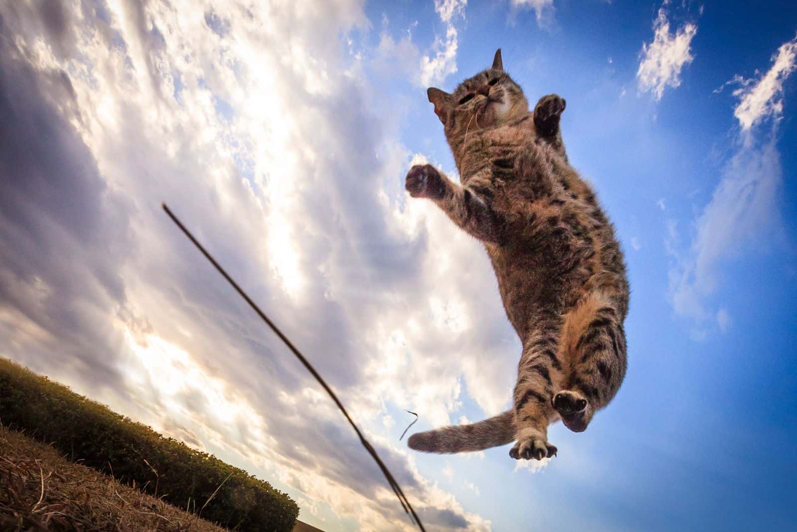 photo of a cat jumping
