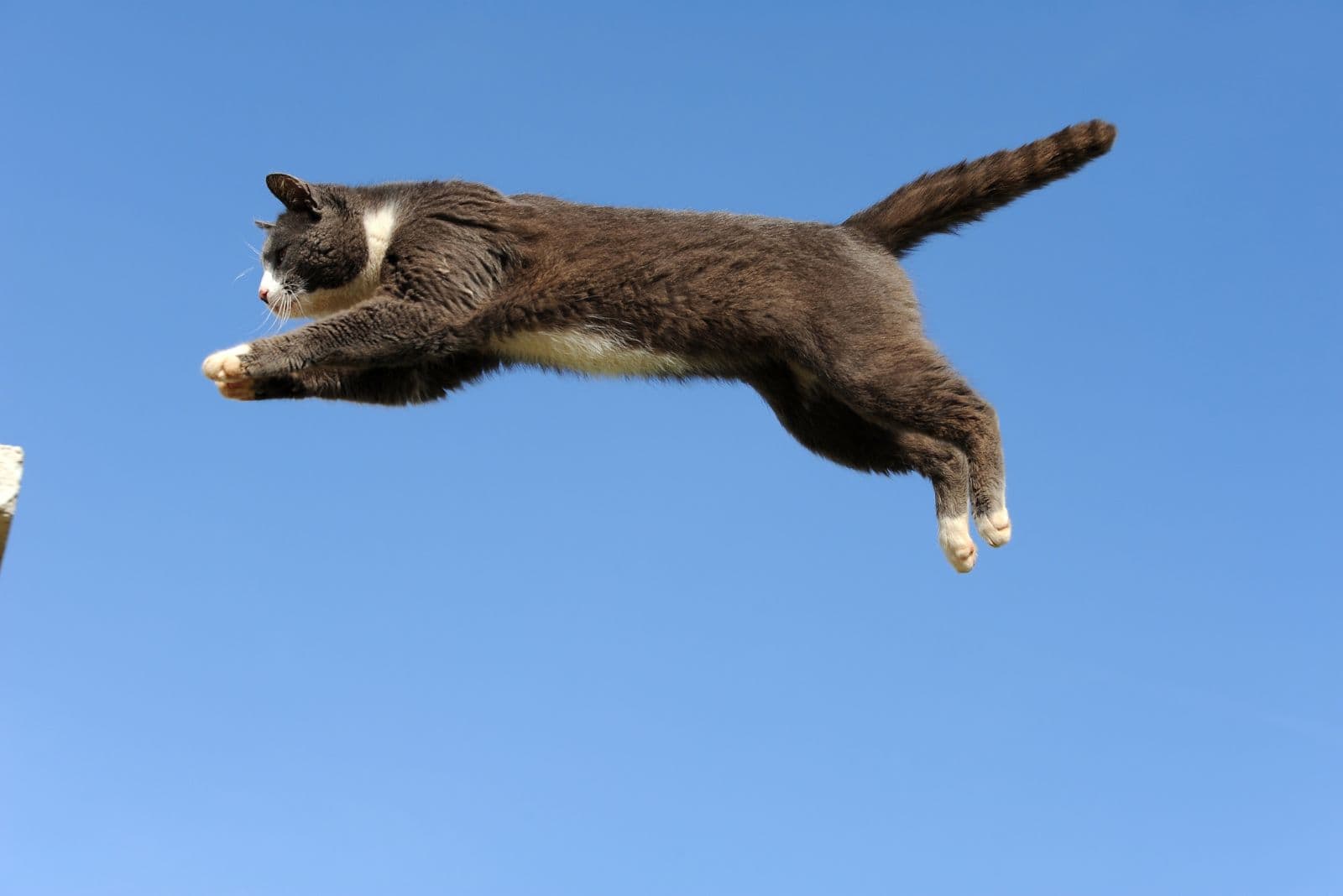 photo of a cat mid jump